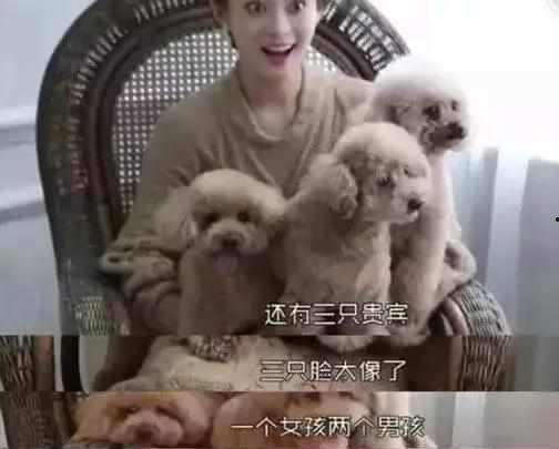 约吧大明星流浪狗地址,探访流浪狗温馨家园