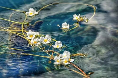 水性杨花图片,水性杨花，春日里的灵动精灵