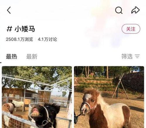 马 网红,网络红人的崛起与影响力